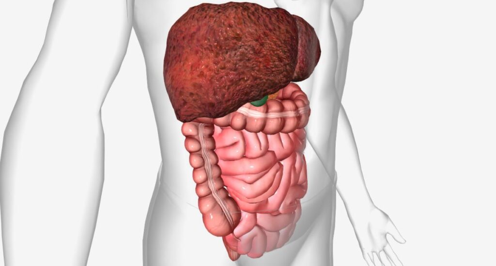 Internal organs showing signs you might have parasites